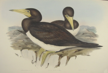 John Gould Birds of Australia